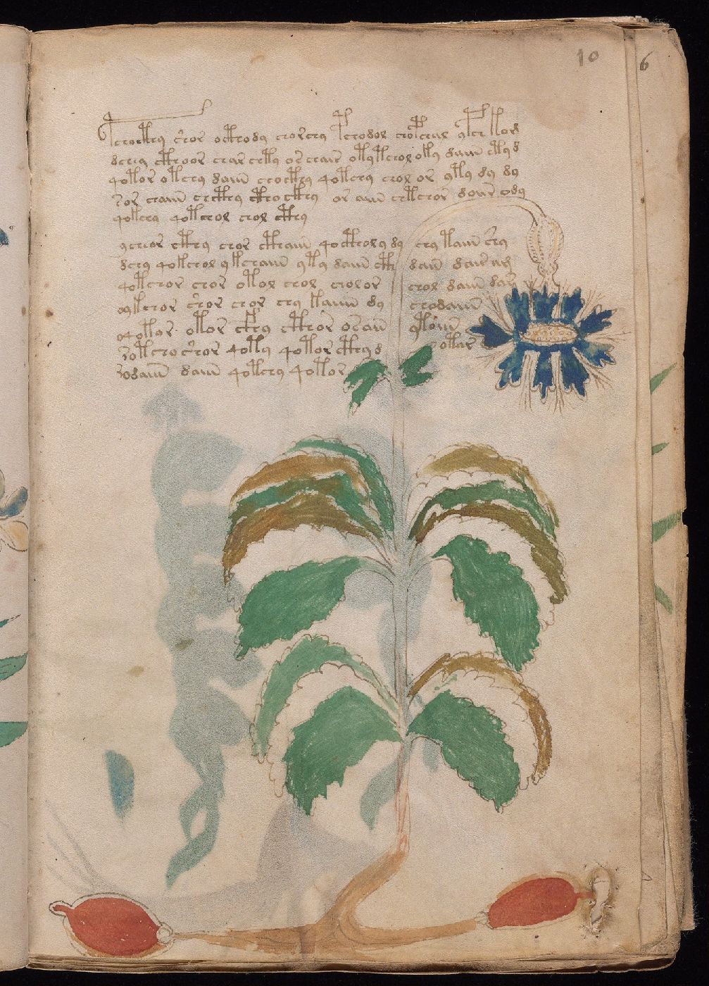 Folio 10r, with script above and beside a blue-flowered plant with broad green leaves.