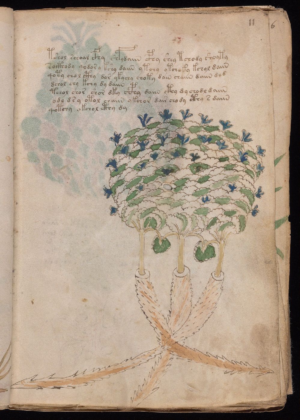Folio 11r, showing an unidentified flowering plant surrounded by script.