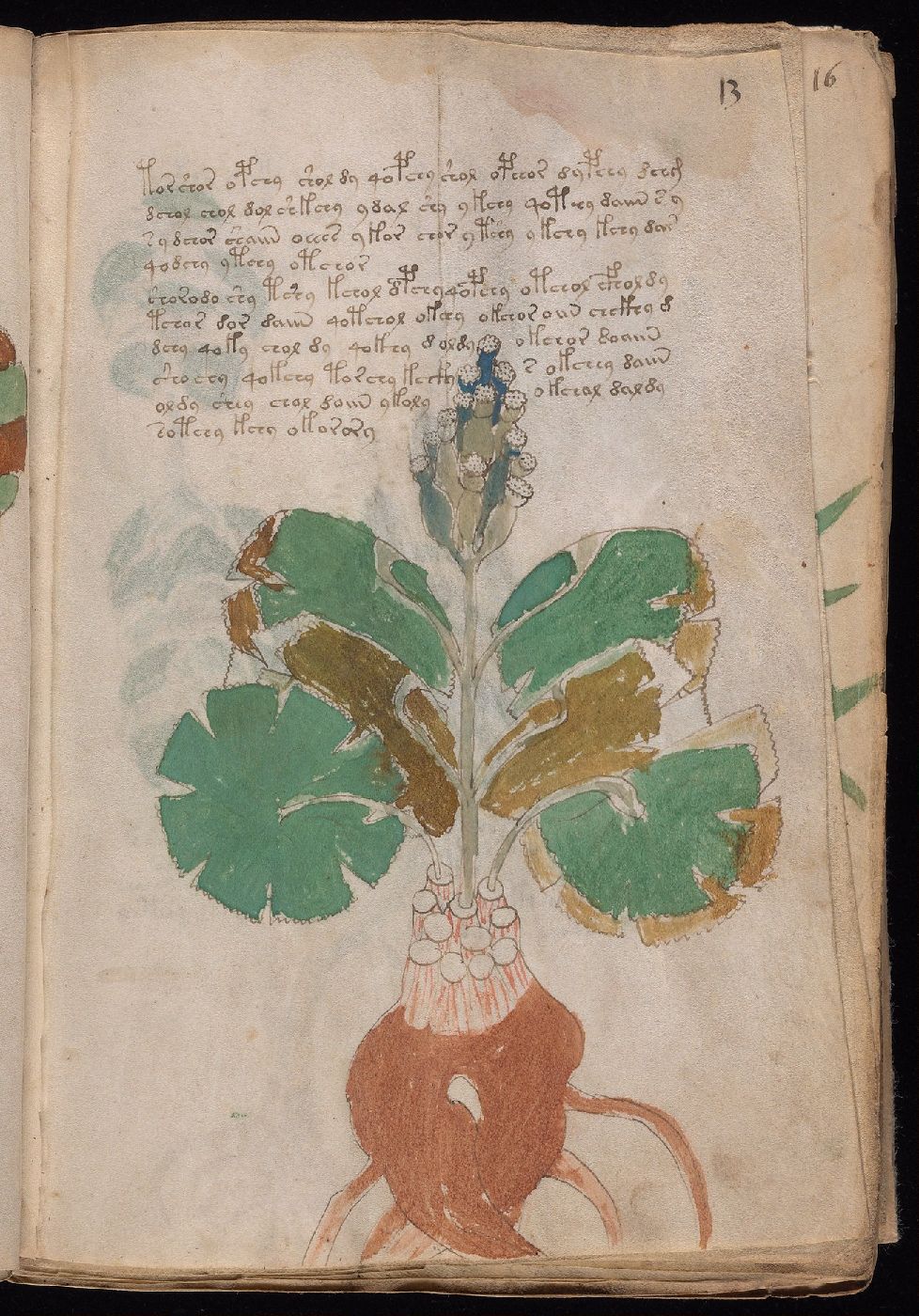 Folio 13r, showing a plant with a large root crown and several blocks of script.