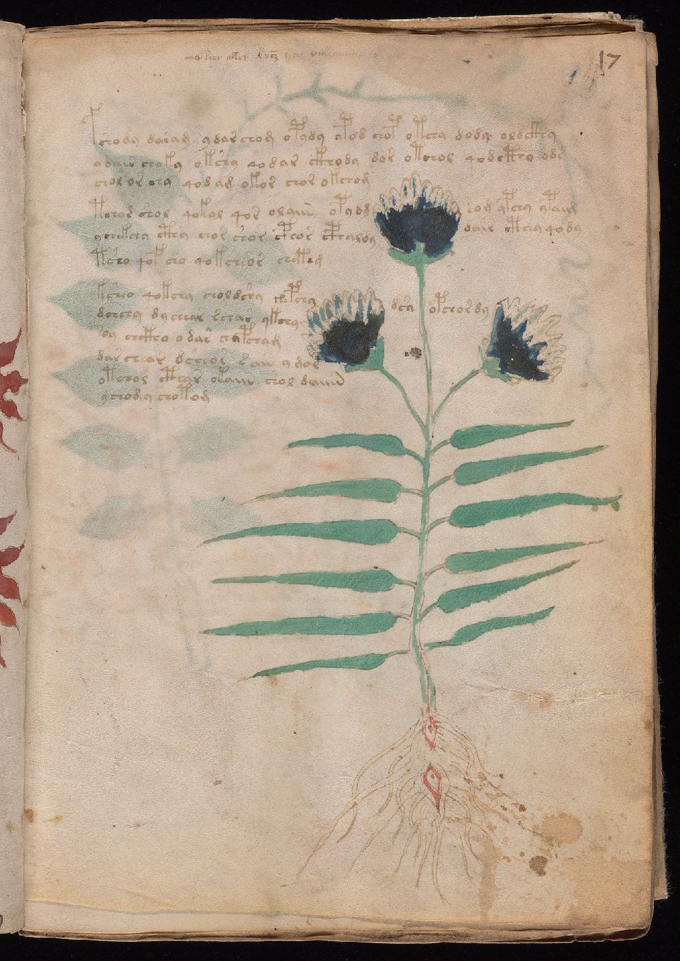 Folio 17r, showing one flowering plant with narrow leaves, dark flower heads, a long rootstock, and surrounding script.