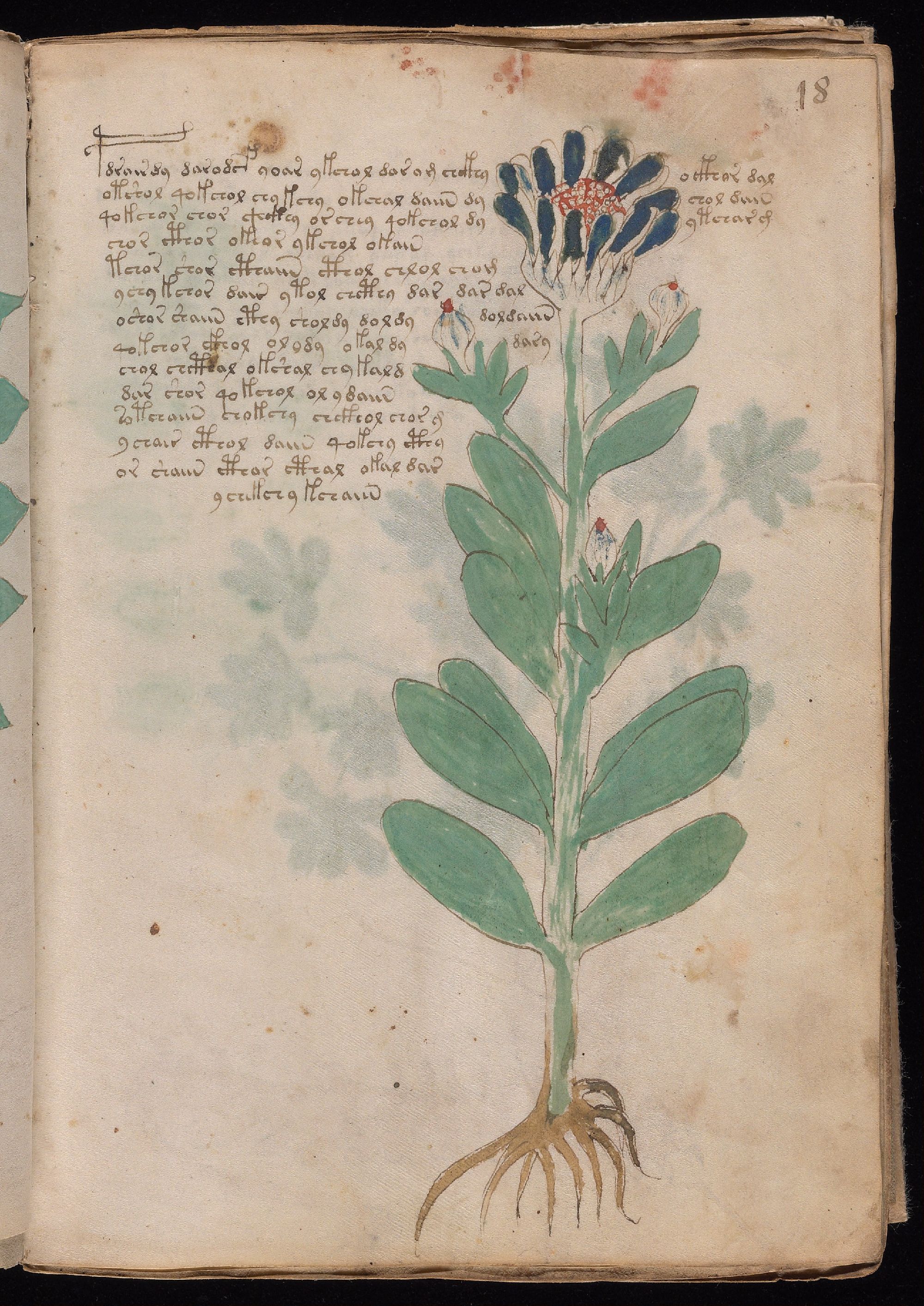 Folio 18r, showing one large flowering plant with broad paired leaves, several flower heads, branching roots, and two text sections.