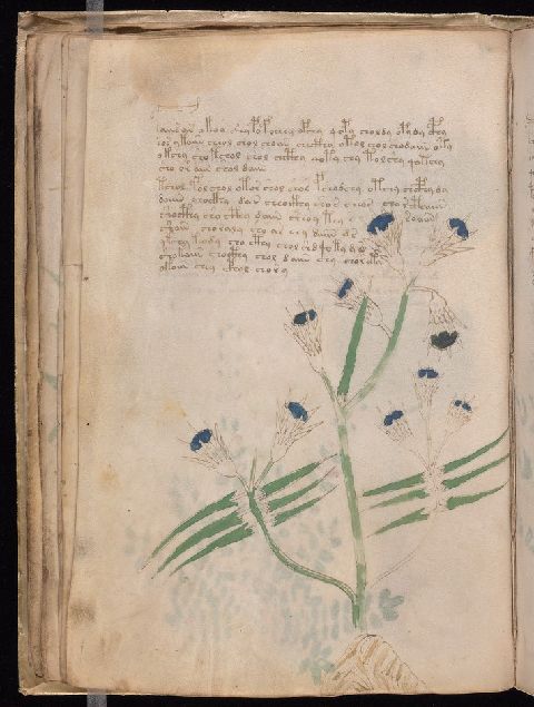 Folio 20v, showing one tall branched plant with narrow leaves, dark-centered flower heads, and two upper text blocks.
