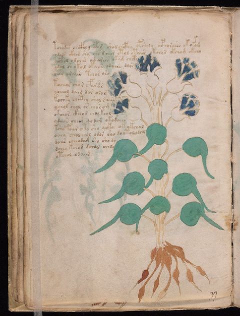 Folio 24v, showing a large plant with blue flowers, rounded green leaves, exposed roots, and surrounding script.