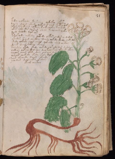 Folio 31r, showing one branched plant with large leaves, several flower heads, a long red root, and blocks of script.