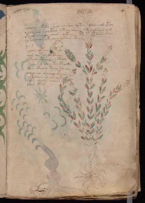 Folio 4r, showing one upright many-stemmed plant with small red and green leaves, buds, a pale root, and two text blocks.