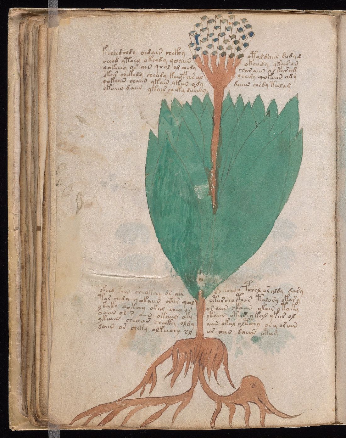 Folio 55v, with a large umbellifer-like botanical illustration and script.