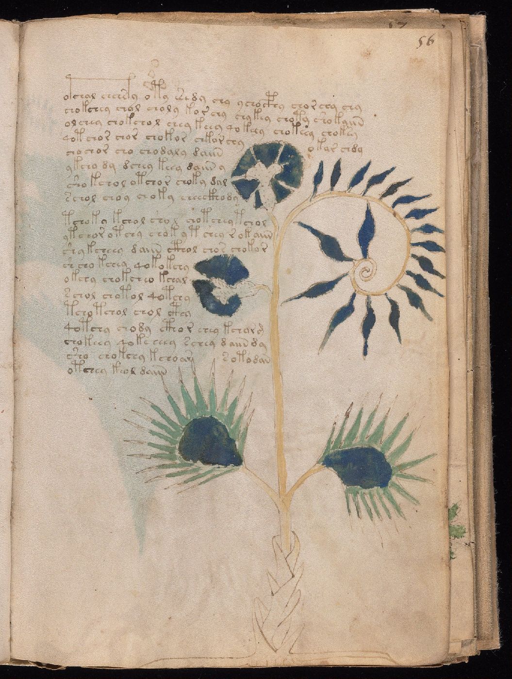 Folio 56r, showing a spiny-headed plant, colored roots, and script.