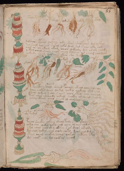 Voynich manuscript folio 88 recto, with three decorated vessels, labeled roots and leaves, and three blocks of script.