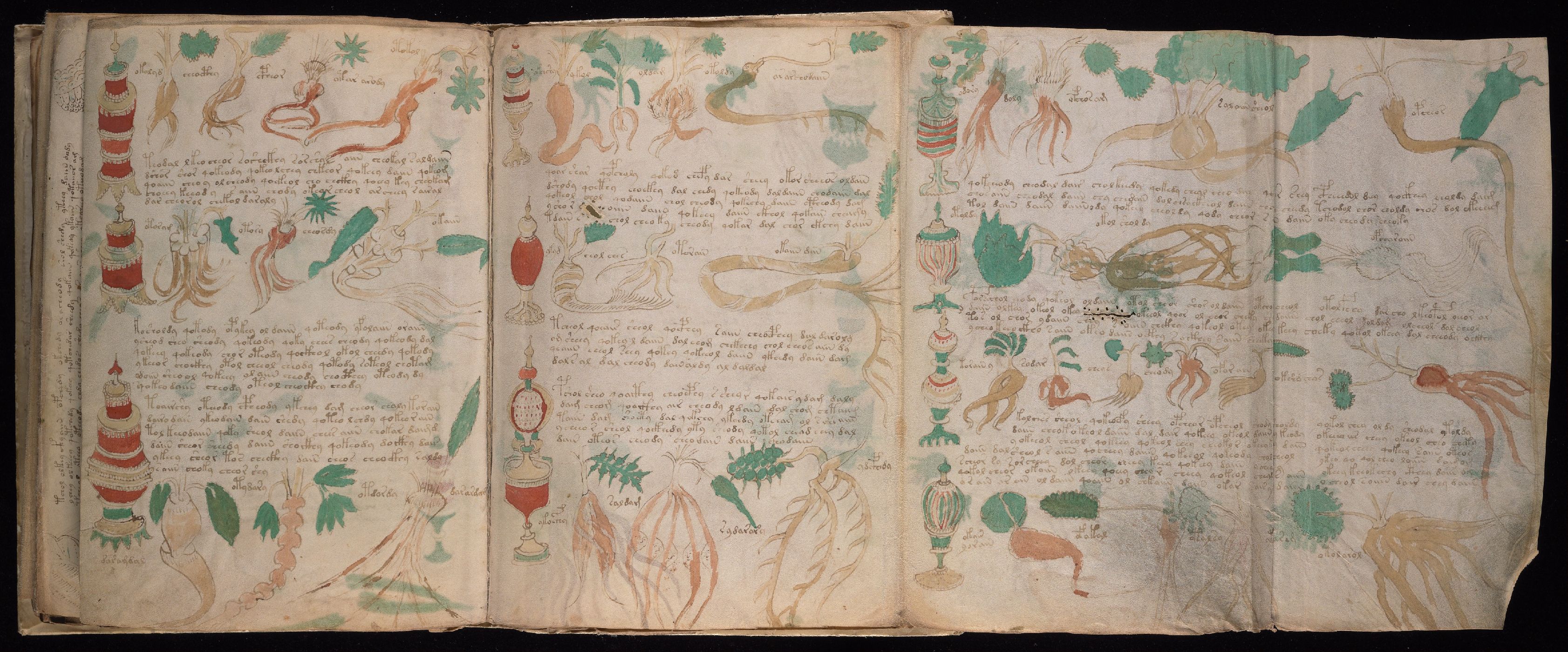 Wide folio 88v scan showing several vessel and plant-part groups, short labels, and blocks of script.