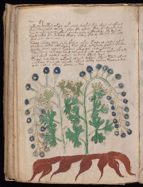Folio 95v, showing a large plant with blue flower heads, branching green leaves, a red root, and surrounding script.